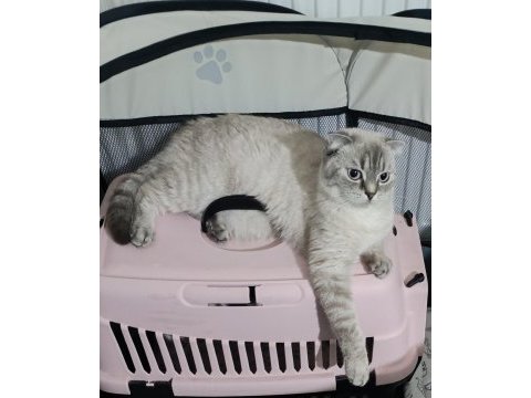 Scottish fold silver