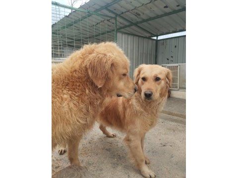 Golden retriever altın tüy yapısıyla aşık eder