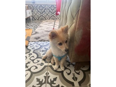 Pomeranian spitz