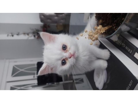 Beyaz british shorthair kardeşler yeni yuvalarını arıyor