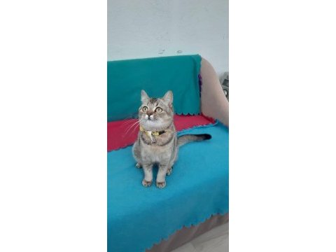Black golden british shorthair prenses