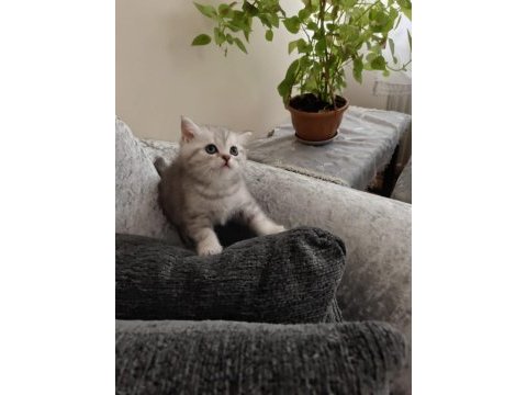 Tonton british shorthair yavrular