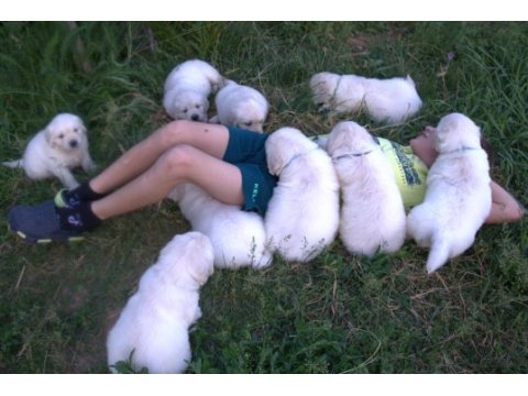 Golden retriever adrese teslim kapıda ödeme yapabilirsiniz