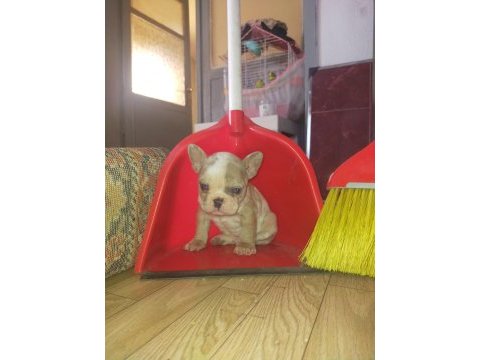 9 ekim doğumlu french bulldog maviş bebekler