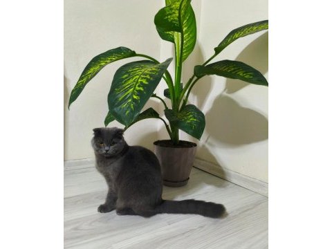 Scottish fold kedimiz