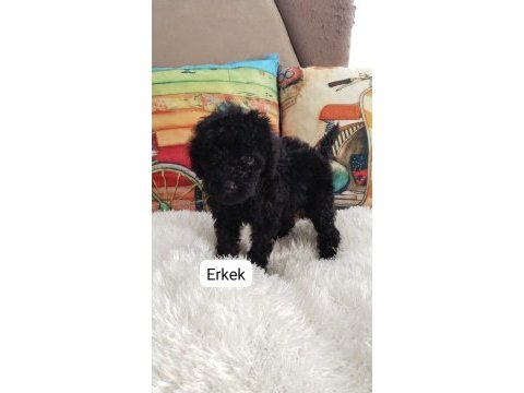 Black poodle