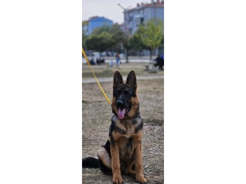 Muhteşem karakter anatomi sağlıkta alman kurdu