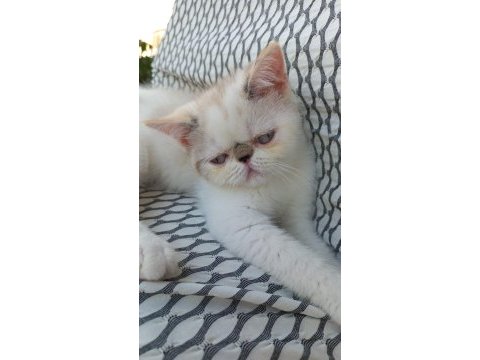 1 dişi ve 1 erkek exotic shorthair yavru
