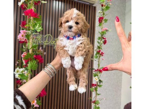 Maltipoo yavru