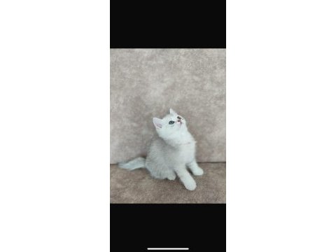 Minik british shorthair yavrulara yuva aranıyor