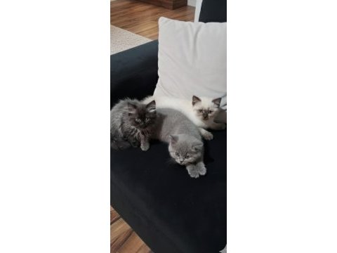 Zonguldak petshop cins kedimiz
