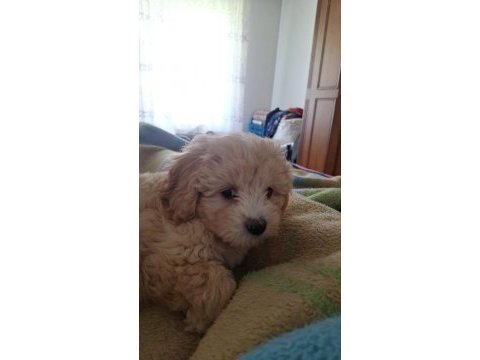 4 aylık maltipoo