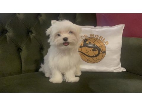 Pets world güvencesiyle gerçek maltese yavrularımız