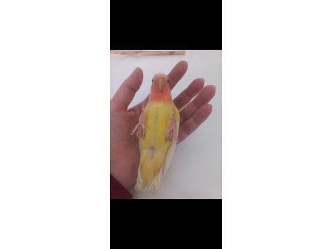 Full evcil ele alışık sevda papağanı yavrusu