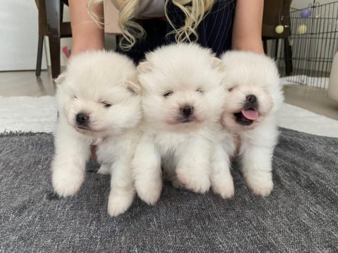 Ayı surat pomeranian beyaz yavrular