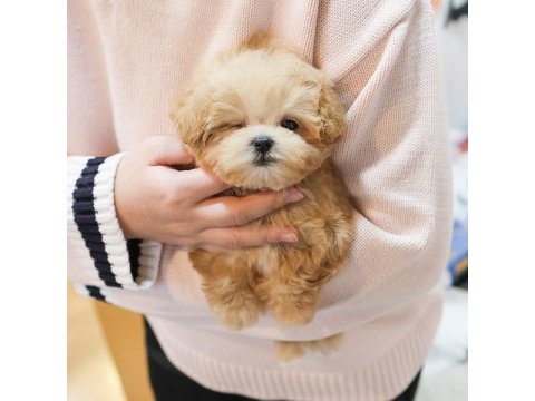 En özel kore gen maltipoo bebeklerimiz