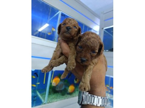 Red brown toy poodle bebekler
