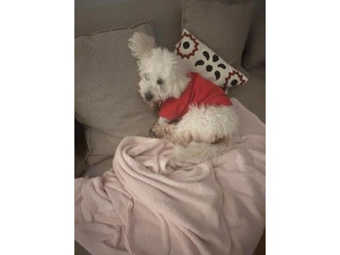 Afacan maltipoo erkek