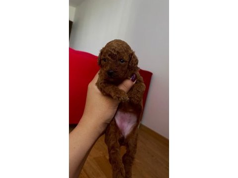 Minik poodle yavrularım rezerveye açık