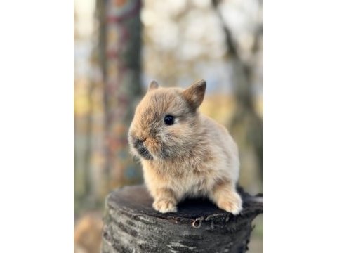 Netherland dwarf cüce tavşan yavruları