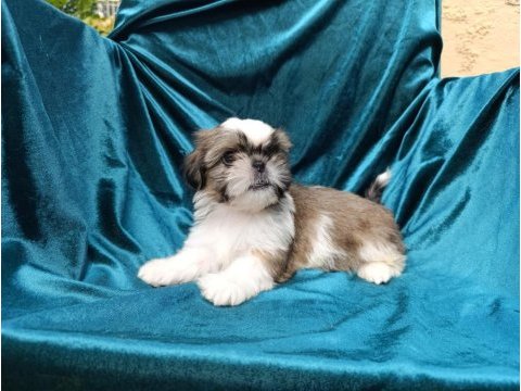 İyi aile olabileceklere özel shih tzu yavrular