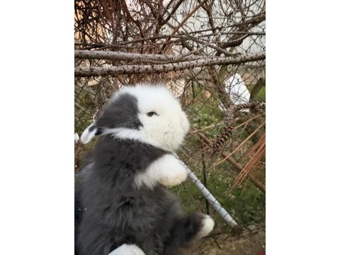 1 aylık hollanda lop tavşanı