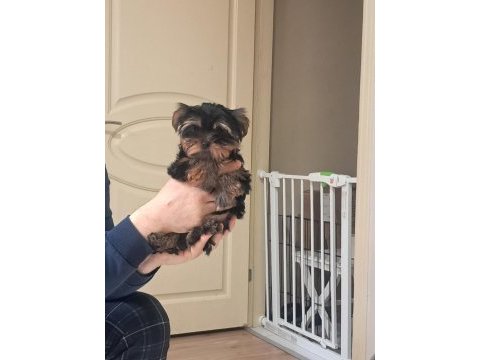 3.5 aylık yorkshire terrier bebeklerimiz