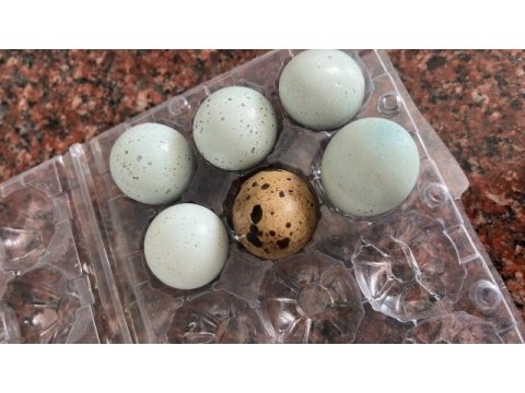 Kuluçkalık bıldırcın yumurtası
