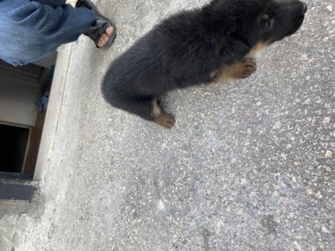Baba şecereli alman kurdu yavruları