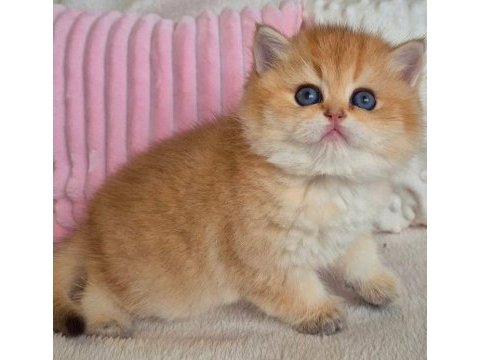 Muhteşem golden british shorthair