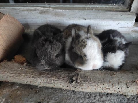Cüce tavşan yavrular sütten kesildi
