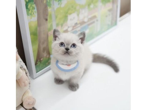 British shorthair yavruları ankara