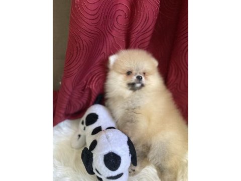 Yakışıklı bir erkek pomeranian