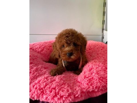 Irk ve saglık garantili poodle yavrularımız