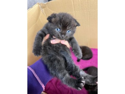 Scottish ve british shorthair yavrularımız