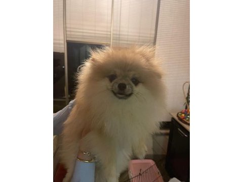 Pomeranian adım çiçek