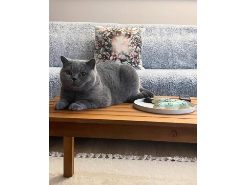 British shorthair dişi