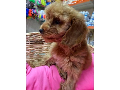 İstanbul köpek çiftliği gerçek cockapoo yavrular