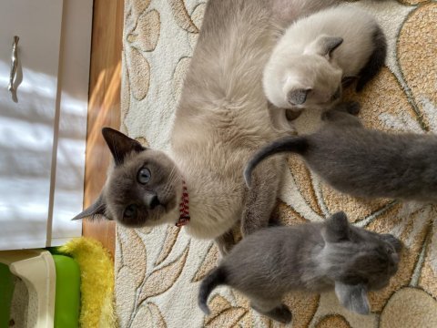 2 scottish fold ve 1 blue point