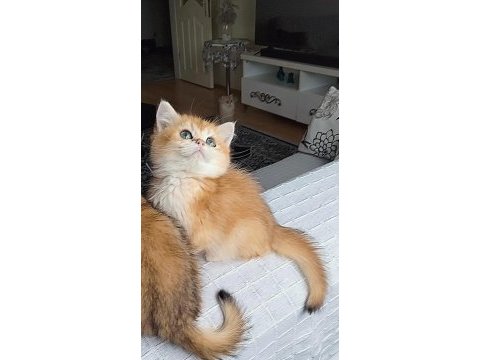 A kalite golden british shorthair bebekler