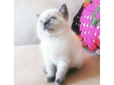Ev ortamın da büyütülmüş british shorthair pofidikler