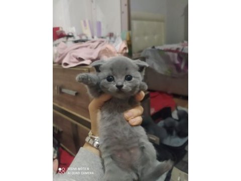 Yavru scottish fold
