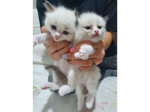 Full şecereli seal ve blue bıcolor ragdoll yavruları