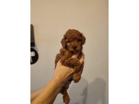 Toy poodle yavrular 2 kg mi geçmez