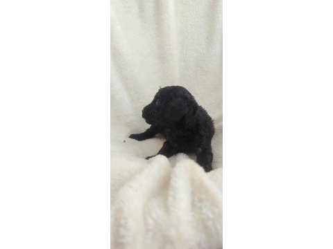 Siyah poodle inci gibi güzellikler