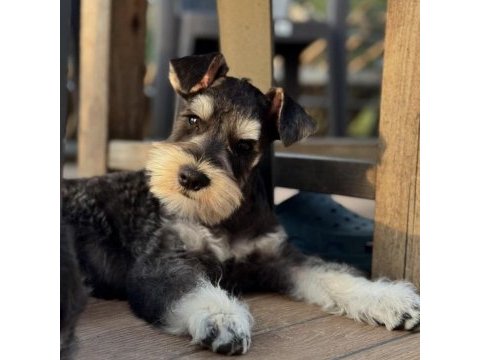 Miniature schnauzer black and silver (fcı pedigree)