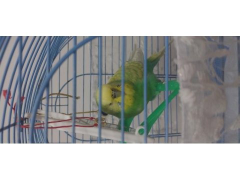 Adi fıstık yeşil renk ve konuşkan muhabbet kuşu