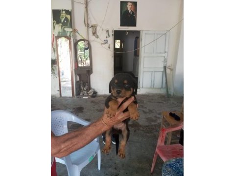 Dişi rottweiler yavrularımız yeni yuvasını arıyor