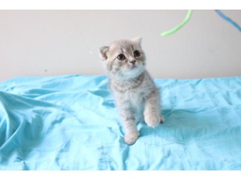 Muhteşem scottish fold bebekler