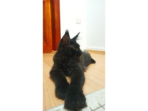 Dernek kayıtlı full şecereli aşıları tamam maine coon erkek